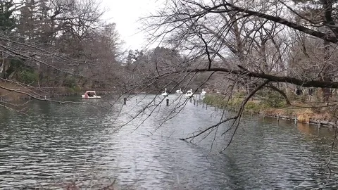 Swamp in the park Stock-Footage 76445902