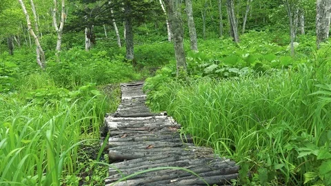 Swamp path Sakhalin Island Stock Footage 73872048
