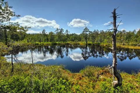 Swamp Stock Photos