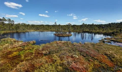 Swamp Stock Photos