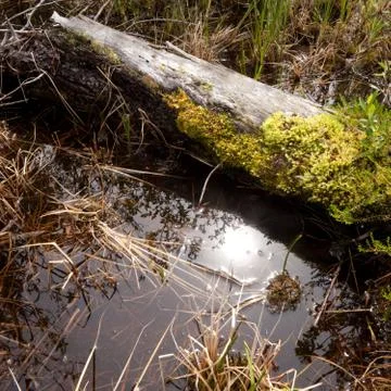 In the swamp Stock Photos