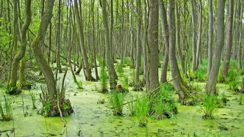 Swamp Stock Photos