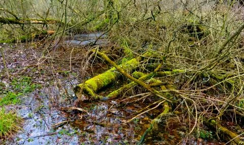 Swamp Stock Photos