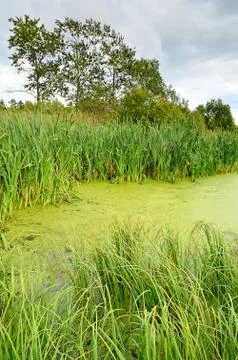 The swamp Stock Photos