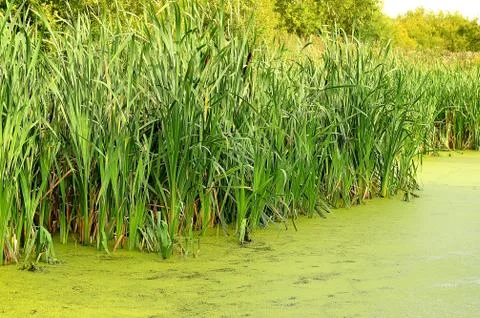 The swamp Stock Photos