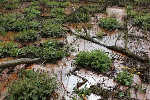 Swamp Stock Photos