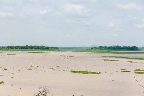 Swampๅ Stock Photos