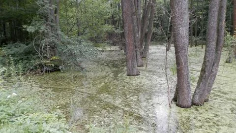 The swamp, Stock Photos