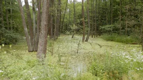 The swamp, Stock Photos