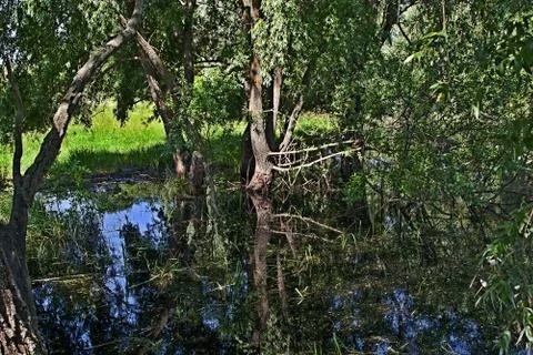 The swamp, Stock Photos