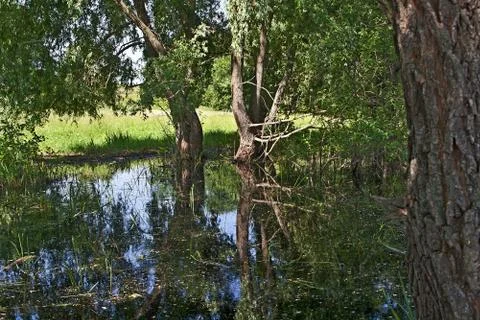 The swamp, Stock Photos
