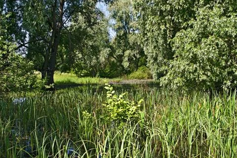 The swamp, Stock Photos