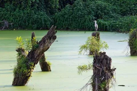 Swamp Stock Photos
