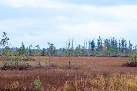 Swamp. Stock Photos