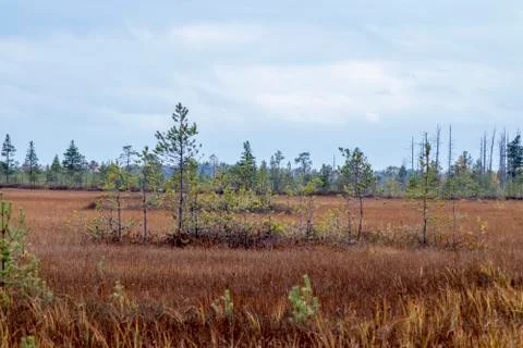 Swamp. Stock Photos