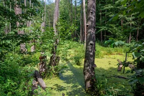 The swamp, Stock Photos