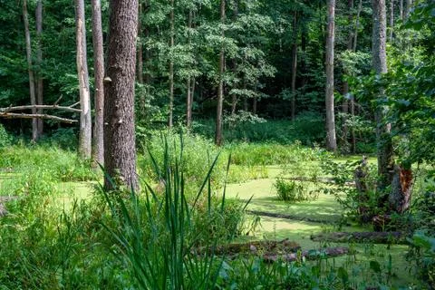 The swamp, Stock Photos
