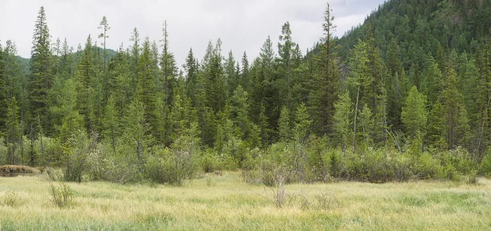 Swamp Stock Photos