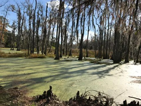 Swamp 스톡 사진