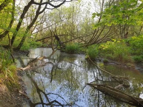 The Swamp Stock Photos