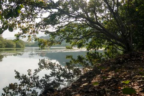 THE SWAMP Stock Photos