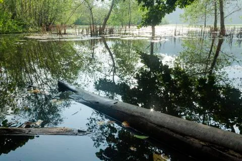 THE SWAMP Stock Photos