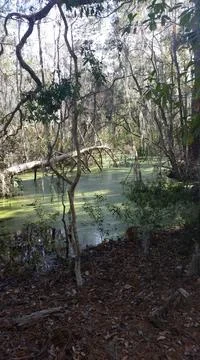 Swamp Stock Photos