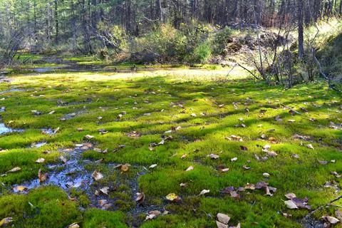 Swamp Foto stock