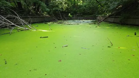 Swamp Stock Photos