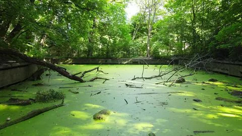 Swamp Stock Photos