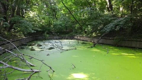 Swamp Stock Photos