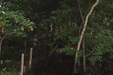 A swamp Stock Photos