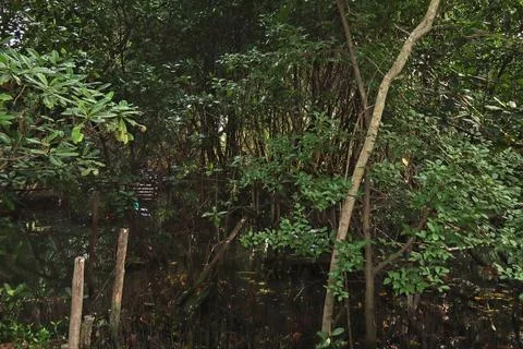A swamp Stock Photos