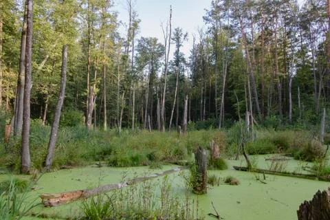A swamp in a pine forest, completely covered with algae Stock Photos