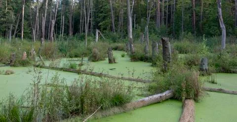 A swamp in a pine forest, completely covered with algae Stock Photos