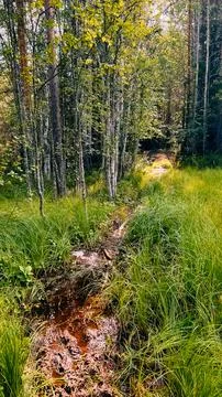 A swamp in a pine forest in the far north Stock Photos