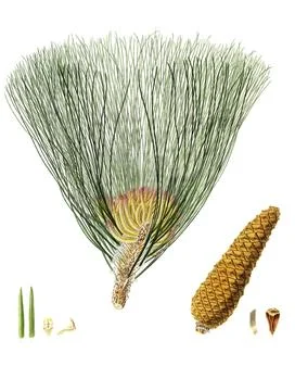 Swamp pine, Pinus palustris, tree, digitally enhanced reproduction of an Stock Illustration