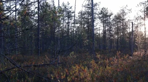 Swamp with pine trees and flying insects in evening light Stock Footage 55107077