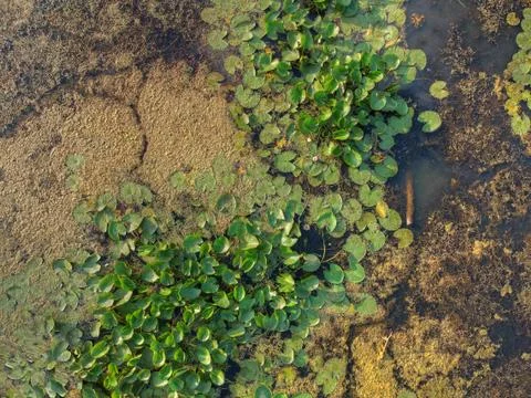 Swamp plants background Foto stock