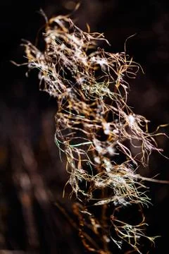 Swamp plants Stock-Fotos