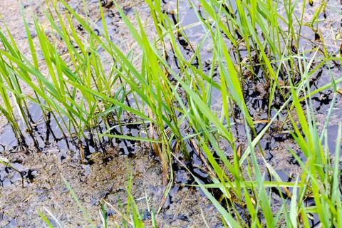 Swamp plants Stock Photos