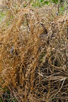 Swamp plants Stock Photos