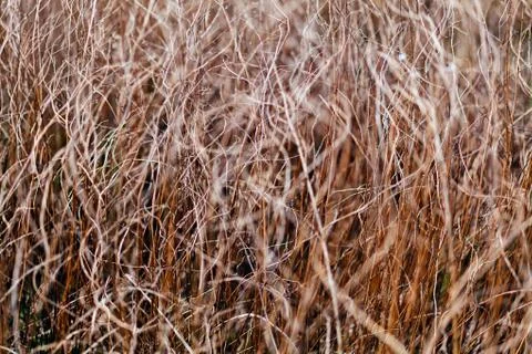 Swamp plants Stock Photos