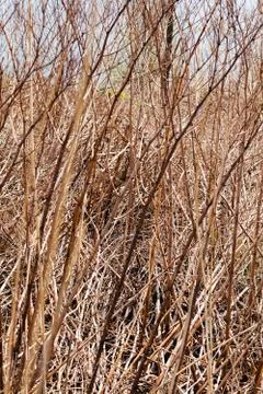 Swamp plants Stock Photos