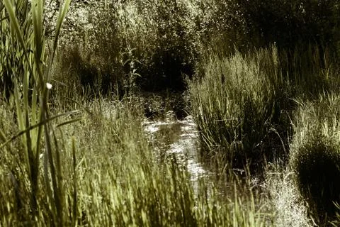 Swamp plants Gratis Stockfotos