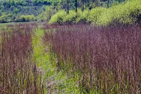 Swamp plants Free Stock Photos