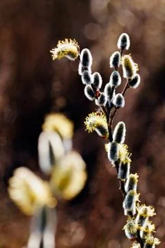 Swamp plants Free Stock Photos
