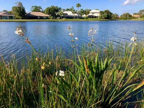 Swamp plants in the river Stock Photos