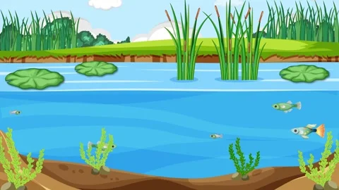 Swamp Pond Fish Animation 库存影片 247489284