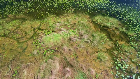 Swamp pond lilly pads 動画素材 244090411